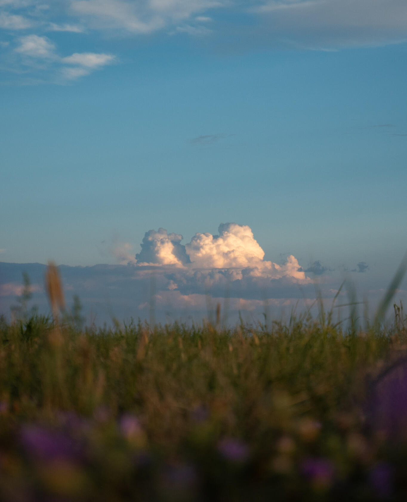purple flowers purple flowers